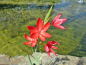 Preview: Spaltgriffel rot - Schizostylis coccinea